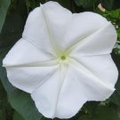 Ipomoea PEARL , 1g Ipomoea seeds,Morning Glory,Ipomoea White, SW457 Ipomoea PEARL , 1g Ipomoea seeds,Morning Glory,Ipomoea White, SW457