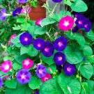 50 Morning Glory seeds,Ipomoea seeds,Ipomoea spring mix,organic seeds ,Ipomoea mix,SW150 50 Morning Glory seeds,Ipomoea seeds,Ipomoea spring mix,organic seeds ,Ipomoea mix,SW150