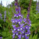 400 Galega officinális,Galega seeds,Medicinal Herb,Culinary Herb,SW65 400 Galega officinális,Galega seeds,Medicinal Herb,Culinary Herb,SW65