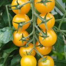 50 Tomato Cherry seeds,Tomato Golden Cherry,Orange Cherry tomato, SW83 50 Tomato Cherry seeds,Tomato Golden Cherry,Orange Cherry tomato, SW83
