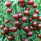 50 Tomato Cherry seeds,Black Cherry tomato,Tomato Black,Tomato Cherry Grape, SW84 50 Tomato Cherry seeds,Black Cherry tomato,Tomato Black,Tomato Cherry Grape, SW84