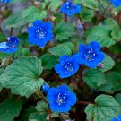 200 Phacelia Saphire seeds,Phacelia Tanacetifolia seeds,California bluebell,SW99