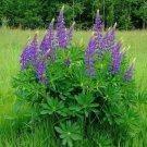 Lupinus angustifolius,Lupinus seeds,Lupine,Medicinal Herb,honey plant,organic, 7 g, ##69