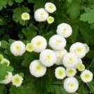 Chamomile Maiden SNOW BALL,Chamomile seeds,Chamomile white,organic, 0,1 g - ###6 Chamomile Maiden SNOW BALL,Chamomile seeds,Chamomile white,organic, 0,1 g - ###6