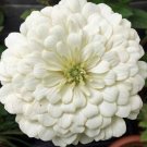 Zinnia Graceful WHITE BEAR,Zinnia white,organic seeds, 0,5 g - ###7 Zinnia Graceful WHITE BEAR,Zinnia white,organic seeds, 0,5 g - ###7