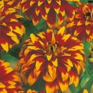 Zinnia Mexican OLD MEXICO,Zinnia yellow seeds,organic seeds, 0,3 g - 9