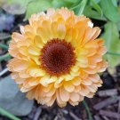 40 Calendula Pink surprise,Calendula Pink, Calendula seeds,SW05-B