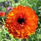 20 Calendula Sun of Egypt, Calendula seeds,SW05-C