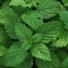 100 Peppermint seeds,mint,medicinal herb,SW129 100 Peppermint seeds,mint,medicinal herb,SW129