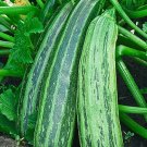 25 zucchini zebra seeds,organic zucchini ,zebra squash,SW134 25 zucchini zebra seeds,organic zucchini ,zebra squash,SW134