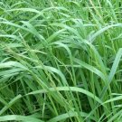 1000 Sudan Grass seeds,Sorghum Sudan,Sorghum drummondii,SW138