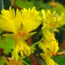 Nasturtium Canary (yellow),Nasturtium seeds,organic seeds, 0,5 g - ##11
