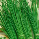 Chives,Chives seeds,400 organic seeds, 0,5 g - ##14 Chives,Chives seeds,400 organic seeds, 0,5 g - ##14