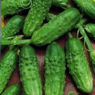 Cucumber Gherkin PARISIAN Cornishon,Cornishon seeds,organic, 1 g - ##16