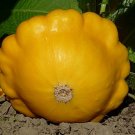 Patisson SUN,Yellow Patisson seeds,organic seeds, 3 g - ##18 Patisson SUN,Yellow Patisson seeds,organic seeds, 3 g - ##18