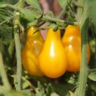 Tomato Tall YELLOW PEAR,Tomato seeds,organic seeds, 0,1 g - ##20