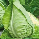 White cabbage HEART OF A BULL,cabbage seeds,organic seeds, 1 g - ##22 White cabbage HEART OF A BULL,cabbage seeds,organic seeds, 1 g - ##22