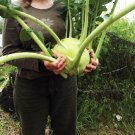 Kohlrabi cabbage GIANT,Kohlrabi seeds,organic seeds, 0,5 g - ##24 Kohlrabi cabbage GIANT,Kohlrabi seeds,organic seeds, 0,5 g - ##24