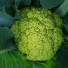 Cauliflower SHENNONT,Cauliflower seeds,organic seeds, 0,3 g - ##25 Cauliflower SHENNONT,Cauliflower seeds,organic seeds, 0,3 g - ##25