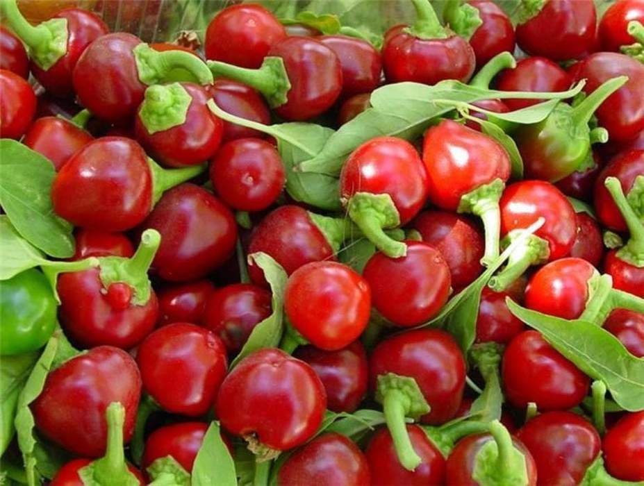 Hot pepper CHERRY RED,Cherry Bomb,red hot chile pepper,capsicum,organic, 0,25 g - ##27