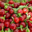 Hot pepper CHERRY RED,Cherry Bomb,red hot chile pepper,capsicum,organic, 0,25 g - ##27