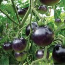 Tomato AMERICAN BLUE, Tomato seeds,organic seeds, 0,1 g - ##29 Tomato AMERICAN BLUE, Tomato seeds,organic seeds, 0,1 g - ##29