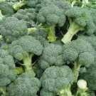Cabbage Broccoli VITAMIN,cabbage seeds,organic seeds, 0,5 g - ##33 Cabbage Broccoli VITAMIN,cabbage seeds,organic seeds, 0,5 g - ##33