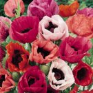 Oriental poppy, poppy Mix seeds,organic seeds, 0,3 g - ##34 Oriental poppy, poppy Mix seeds,organic seeds, 0,3 g - ##34