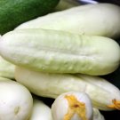 Cucumber white,Cucumber seeds,France Cucumber,organic seeds, 1 g - ##36 Cucumber white,Cucumber seeds,France Cucumber,organic seeds, 1 g - ##36