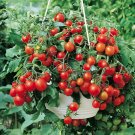 Tomato Little Miracle,Tomato seeds,Tomato Cherry,organic seeds, 0,2 g - ##40