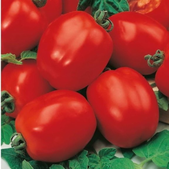 Missouri tomato,Tomato seeds,Early ripe variety,organic seeds, 0,2 g - ##43