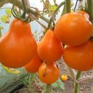Tomato Truffle yellow,Tomato seeds,Mid-season variety,organic, 0,2 g - ##44