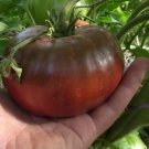 Tomato Black Prince,Tomato seeds,Medium late grade,Tomato Black ,organic, 0,2 g - ##45