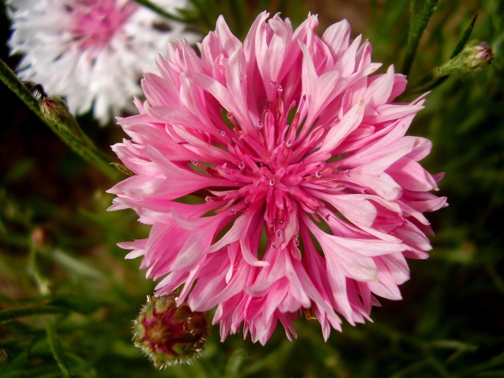 Cornflower Pink seeds ,Centaurea,Cornflower terry Pink ball,organic, 0 ...