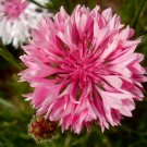Cornflower Pink seeds ,Centaurea,Cornflower terry Pink ball,organic, 0,5 g - ##48