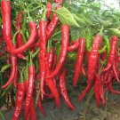Hot chili pepper Cayenne,Cayenne long thin,red hot chile pepper,capsicum,organic, 0,3 g - ##49 Hot chili pepper Cayenne,Cayenne long thin,red hot chile pepper,capsicum,organic, 0,3 g - ##49