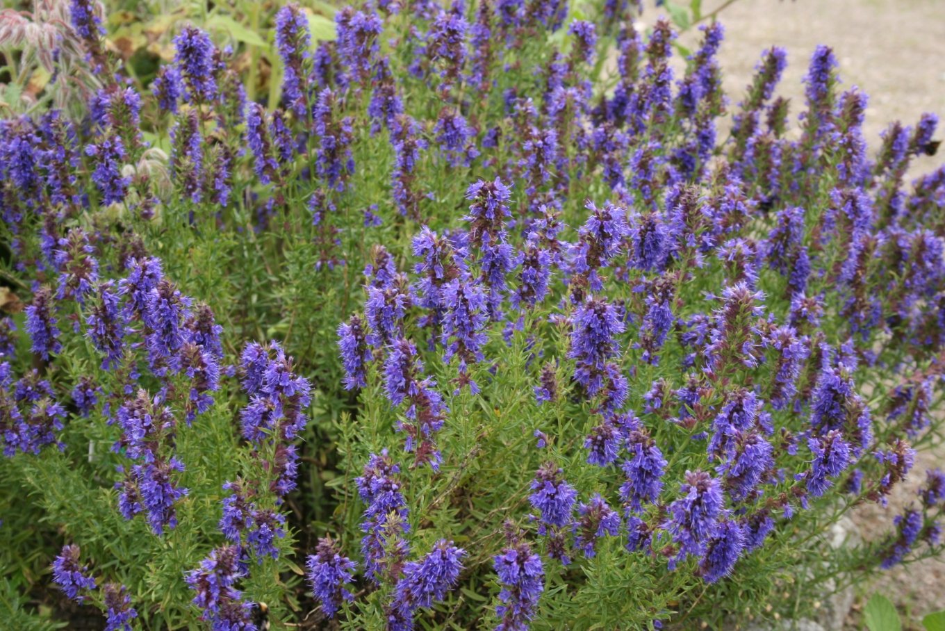 Hyssop medicinal,hyssopus officinalis,Medicinal Herb,organic seeds , 0 ...