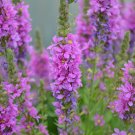 Lythrum ,Lythrum salicaria,Lythrum seeds,Medicinal Herb,organic seeds,honey plant, ##60 Lythrum ,Lythrum salicaria,Lythrum seeds,Medicinal Herb,organic seeds,honey plant, ##60
