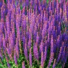 Salvia officinalis L.,Salvia seeds,Medicinal Herb,organic seeds, 0,6 g, ##63