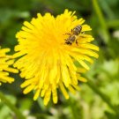 Taraxacum officinale,250 seeds,Dandelion seeds,Medicinal Herb,organic seeds, ##64