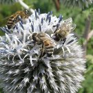 Echinops sphaerocephalus seeds,80 seeds,Mordovnik,honey plant,organic, ##68 Echinops sphaerocephalus seeds,80 seeds,Mordovnik,honey plant,organic, ##68