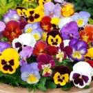 White mix viola, Switzerland Mix, organic seeds,##70 White mix viola, Switzerland Mix, organic seeds,##70