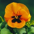 Viola Orange Miracle,organic seeds, ##71 Viola Orange Miracle,organic seeds, ##71