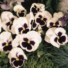 White Viola,Viola Bride,organic seeds; ##72 White Viola,Viola Bride,organic seeds; ##72