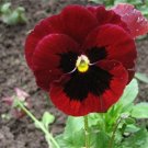 Viola Red Eye,viola Cardinal; organic seeds, ##73