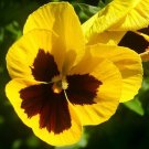 Yellow Viola,Viola SUNNY, organic seeds; ##74 Yellow Viola,Viola SUNNY, organic seeds; ##74