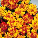 Marigolds Bolero ,Tagetes ,organic Seeds, ##79 Marigolds Bolero ,Tagetes ,organic Seeds, ##79
