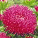 Aster Dragon Tourmaline, Aster ,organic seeds, 0.3g, ##89