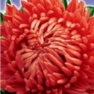Aster Meteor Scarlet ,organic seeds, 0.3g, ##92