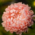 Aster Peach Tower ,organic seeds, 0.3g, ##94 Aster Peach Tower ,organic seeds, 0.3g, ##94